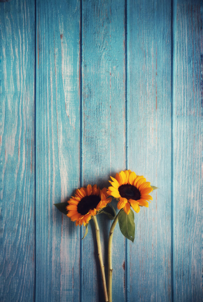 Charming Rustic Sunflower Phone Wallpaper on Blue Wooden Background