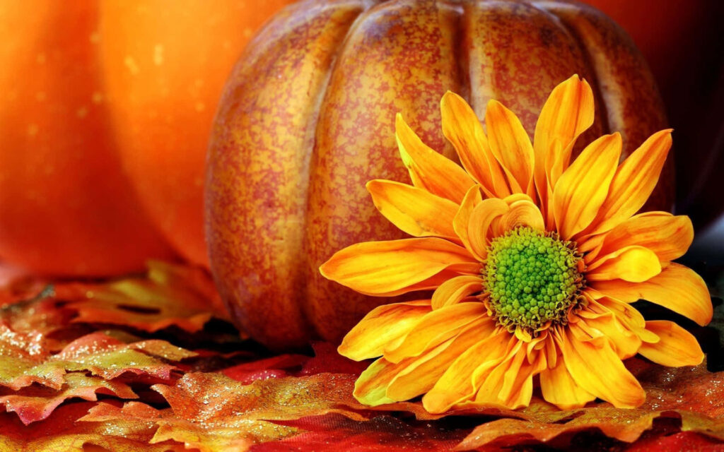 Cozy Fall Wallpaper: Sunflower & Pumpkin with Autumn Leaves