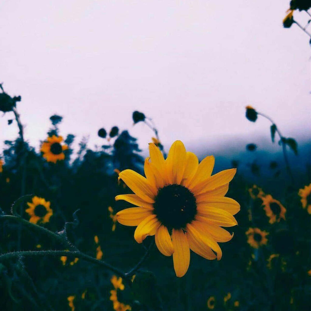 Vibrant Sunflower Wallpaper: Bright Yellow Against Misty Background