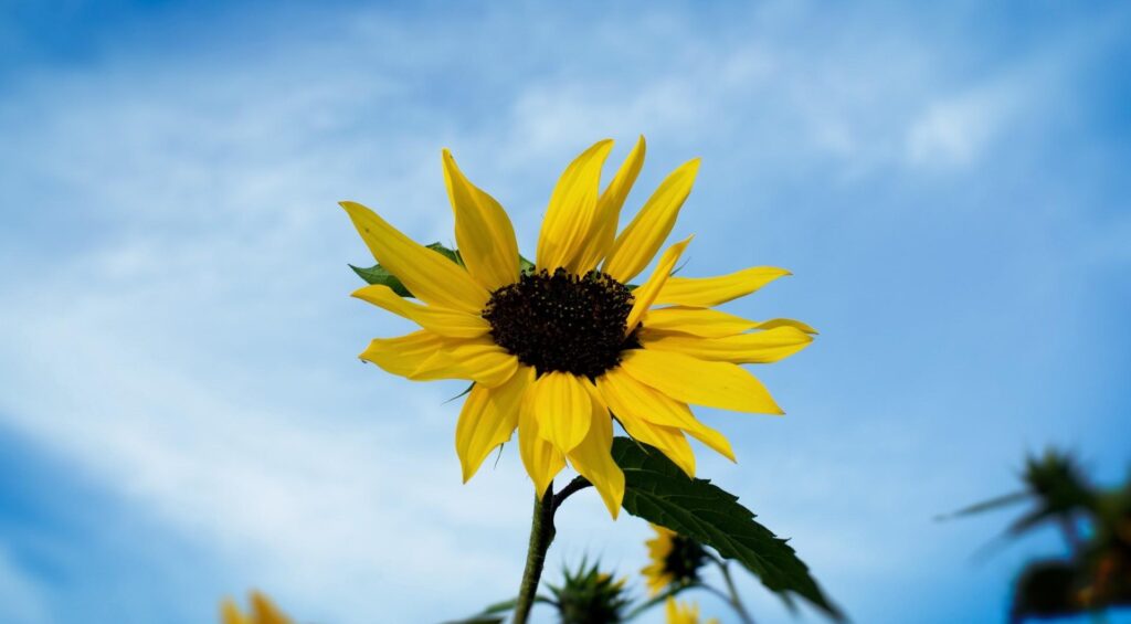 Vibrant Sunflower Wallpaper: Striking Focus Against Clear Blue Sky