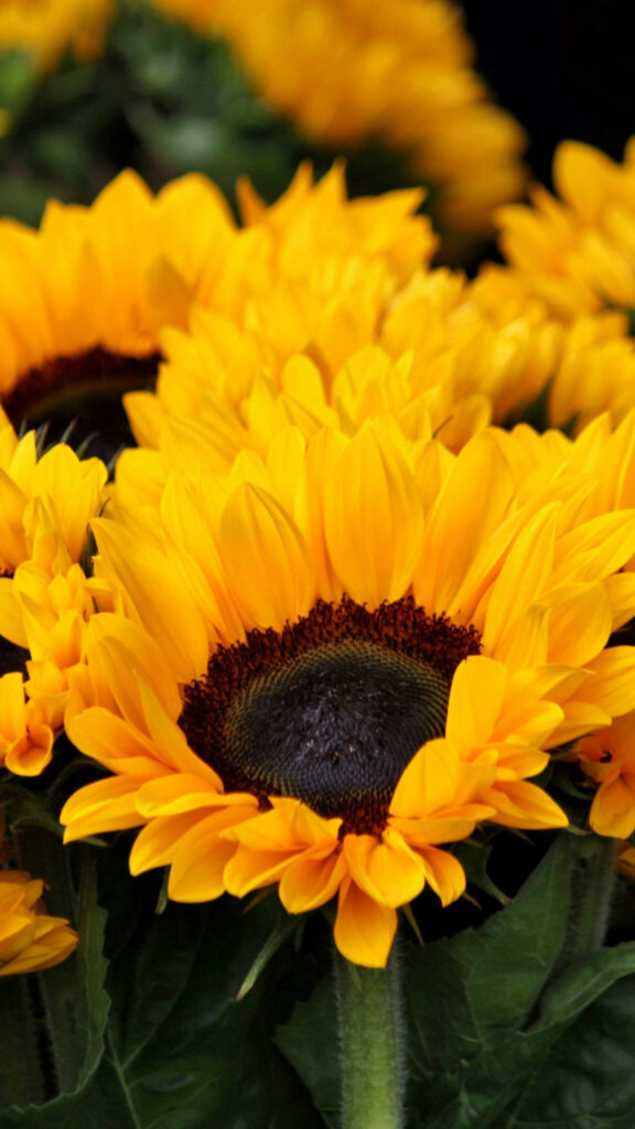 Vibrant Sunflower Wallpaper: Bold Yellow Petals for Cheerful Decor