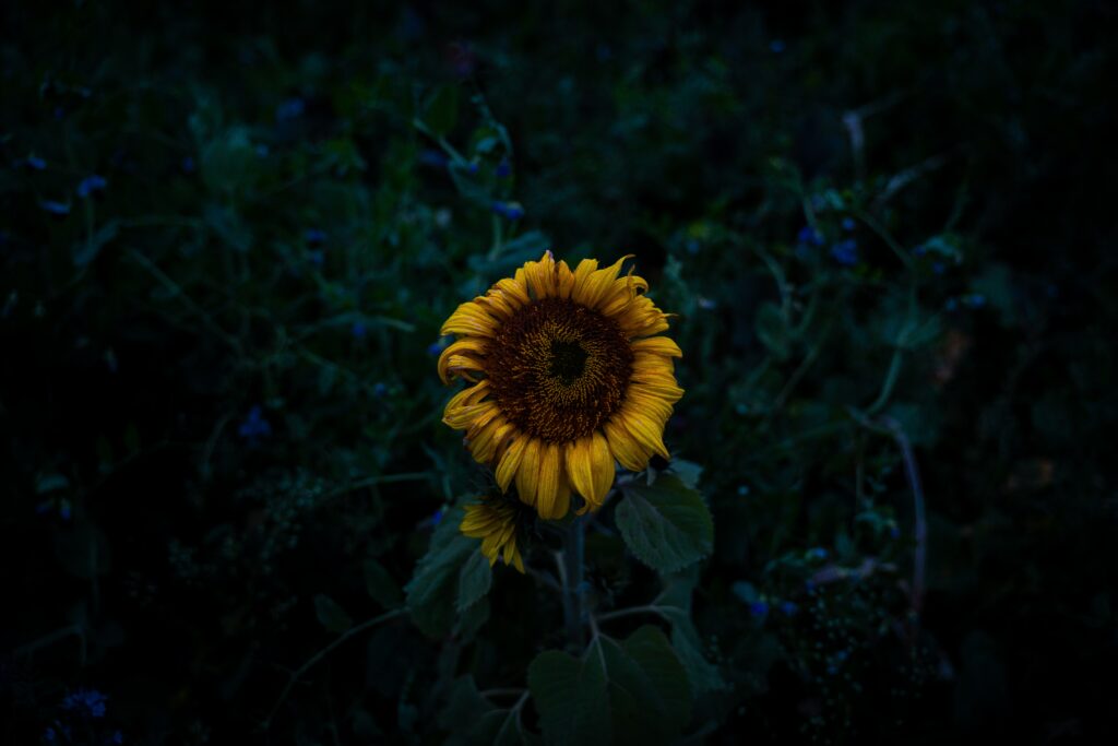Vibrant Sunflower Bloom Against Dark Blurred Background Wallpaper