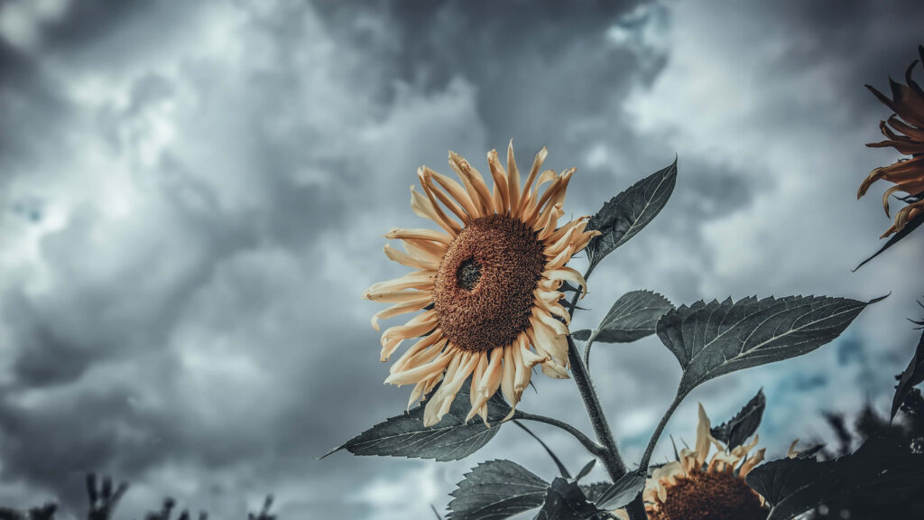 Vibrant Sunflower Wallpaper Against Dramatic Cloudy Sky Background