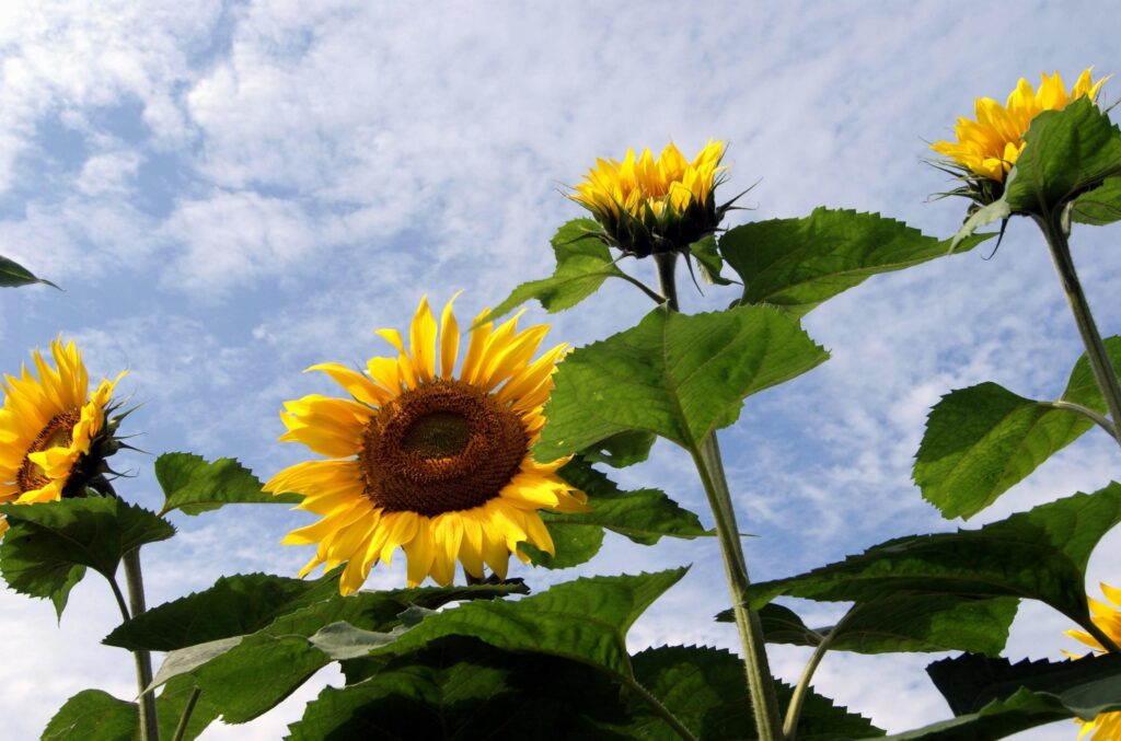 Vibrant Sunflower Field Wallpaper: Bright Summer Sky Background
