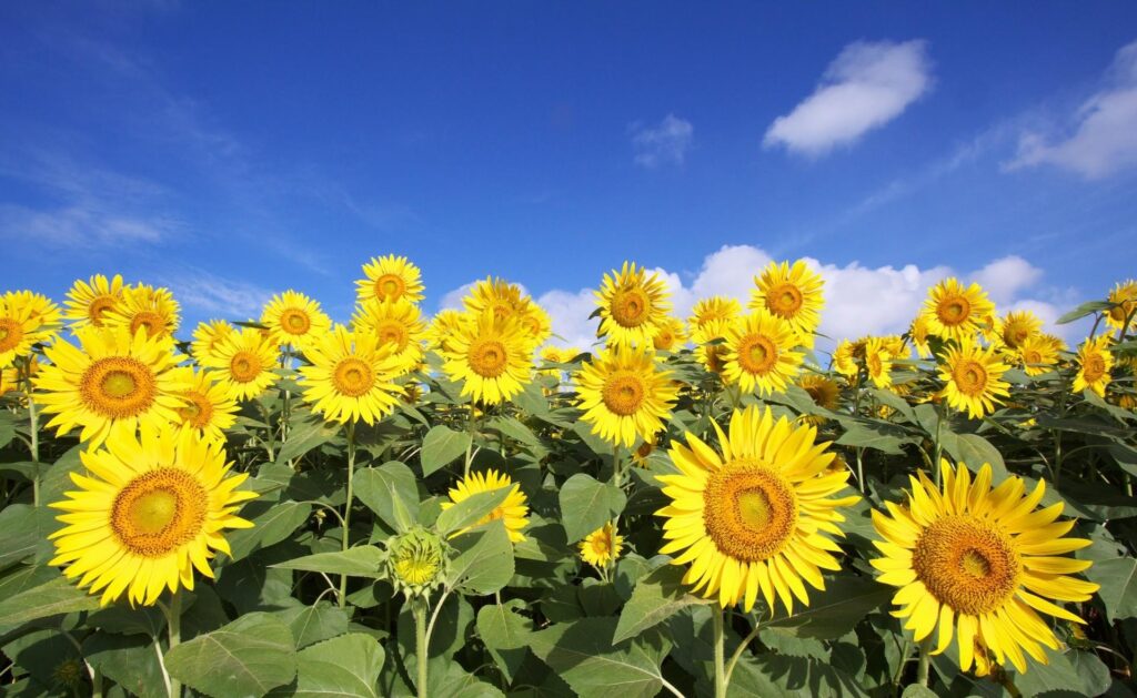 Cheerful Sunflower Field Wallpaper Under Blue Sky - Bright Background
