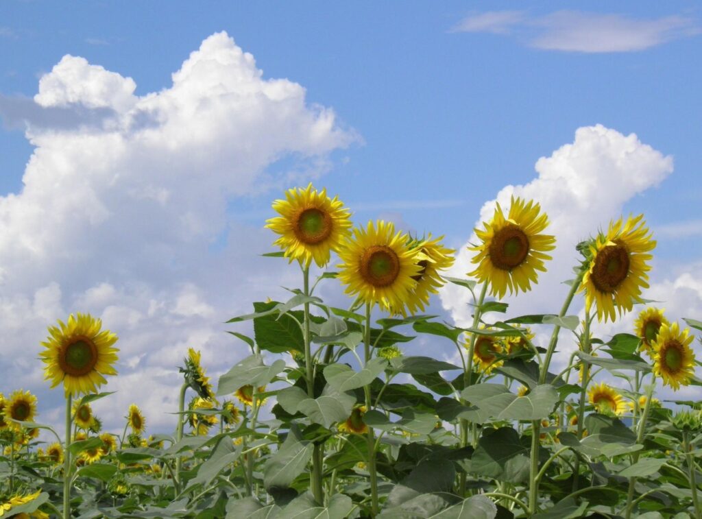 Sunny Summer Wallpaper: Field of Tall Sunflowers & Blue Sky Background