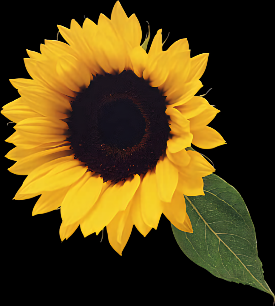 Vibrant Sunflower Wallpaper: Bright Yellow Petals on Transparent Background