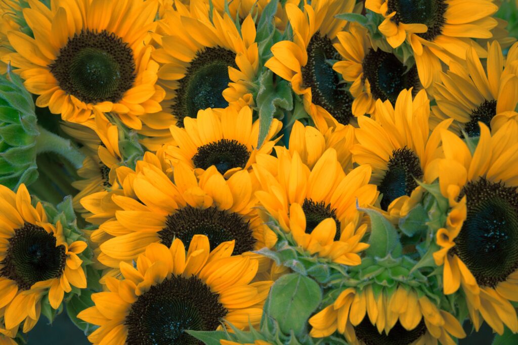 Cheerful Sunflower Wallpaper: Bright Yellow Blooms in Close-Up