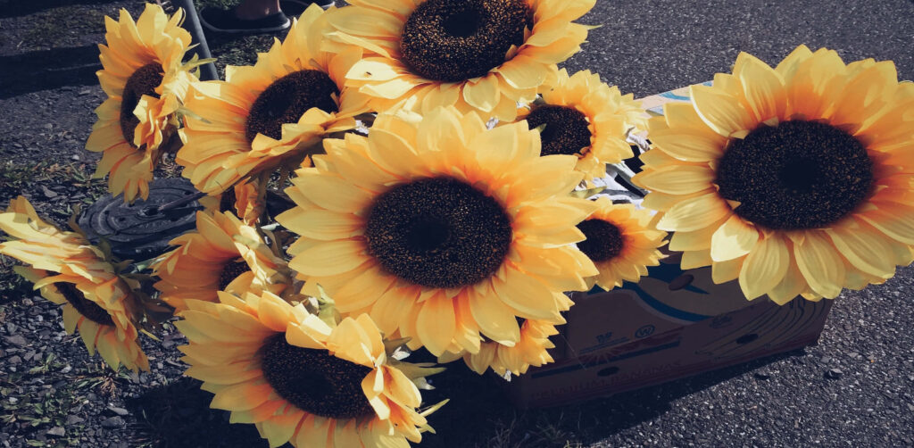 Vibrant Sunflower Wallpaper: Bright Blooms on Simple Background
