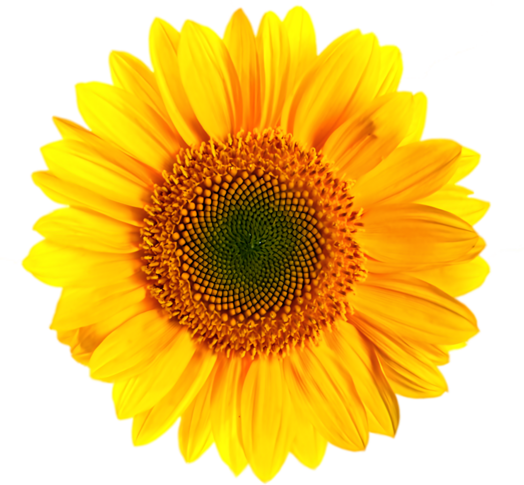 Vibrant Sunflower Wallpaper: Bright Yellow Floral on Clear Background