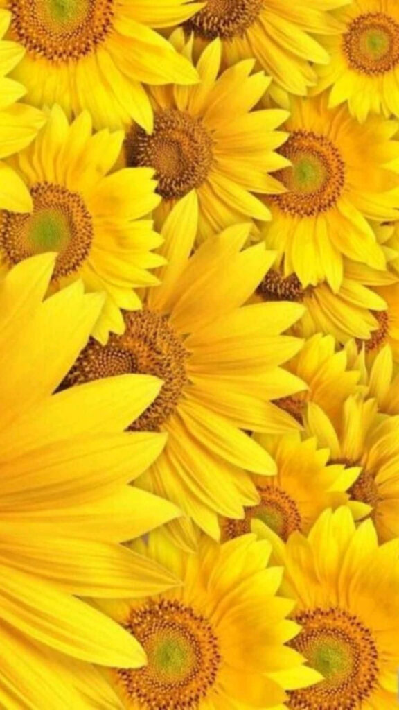 Vibrant Sunflower Digital Wallpaper: Bright Yellow Cheerful Background