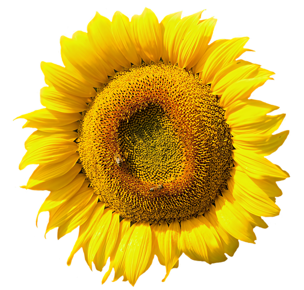 Vibrant Sunflower Wallpaper: Bright Yellow Petals & Textured Center