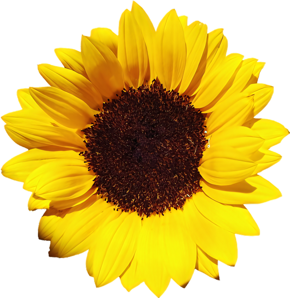 Vibrant Sunflower Wallpaper: Bright Yellow Petals on Transparent Background
