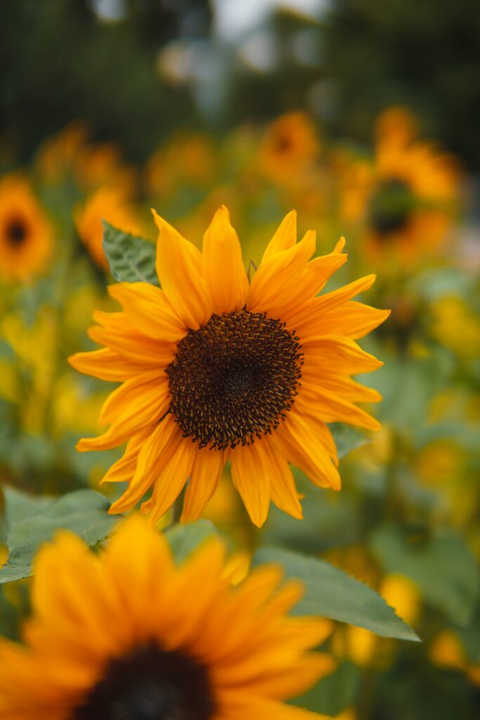Vibrant Sunflower in Focus Amid Blurred Summer Field Background Wallpaper