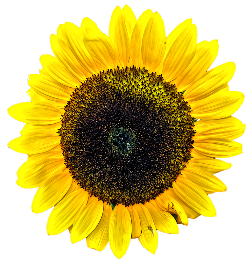 Vibrant Sunflower Wallpaper on Transparent Background - Bright & Isolated