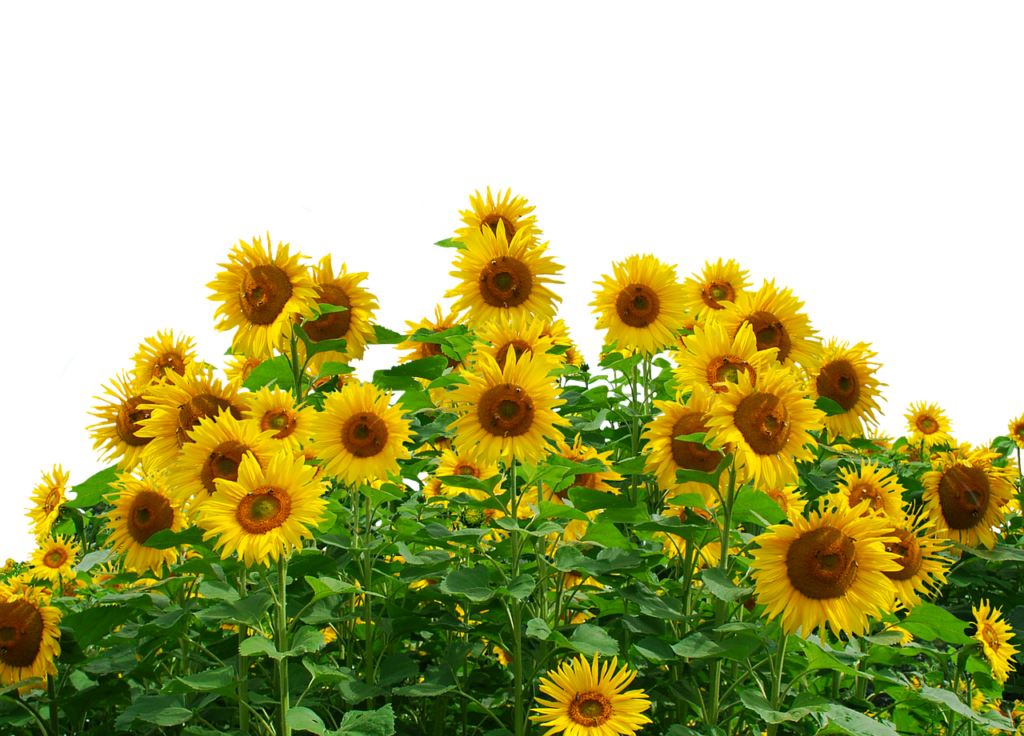 Vibrant Sunflowers on Black Background: Striking Yellow & Green Contrast Wallpaper