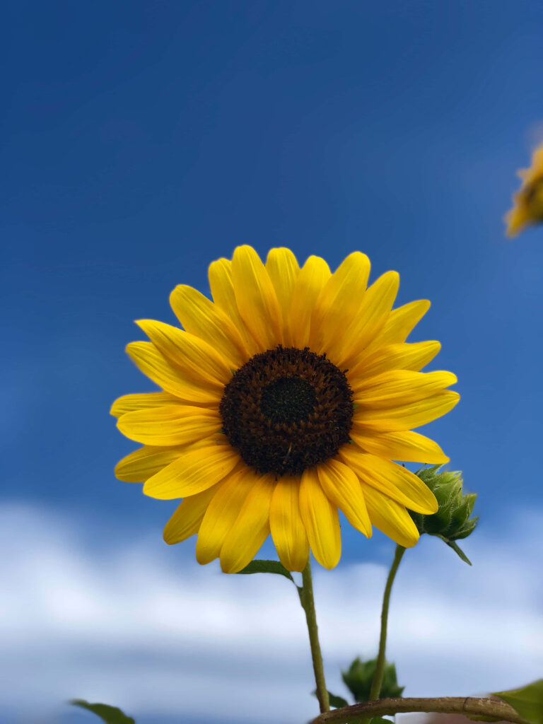 Vibrant Sunflower Wallpaper: Brighten Your Phone Screen & Day!