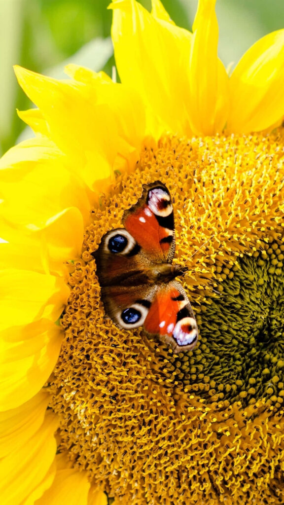 Vibrant Sunflower Wallpaper with Butterfly Close-Up Detail