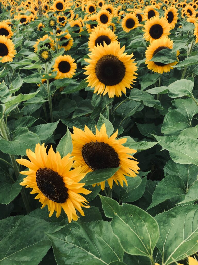 Vibrant Sunflower Field Wallpaper: Bright Yellow Petals & Green Leaves