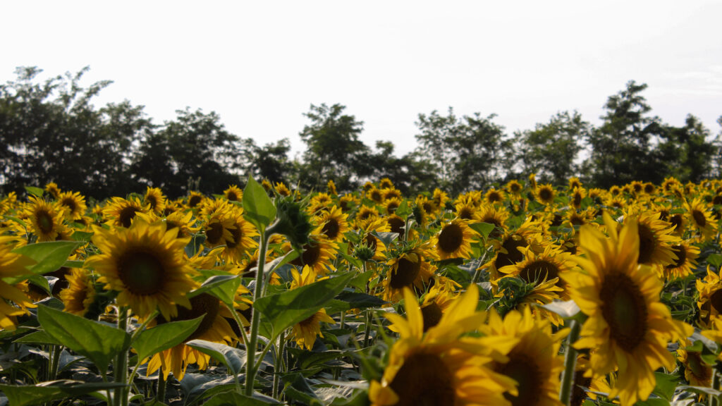 Cheerful Yellow Sunflower Field Wallpaper - Bright Natural Background