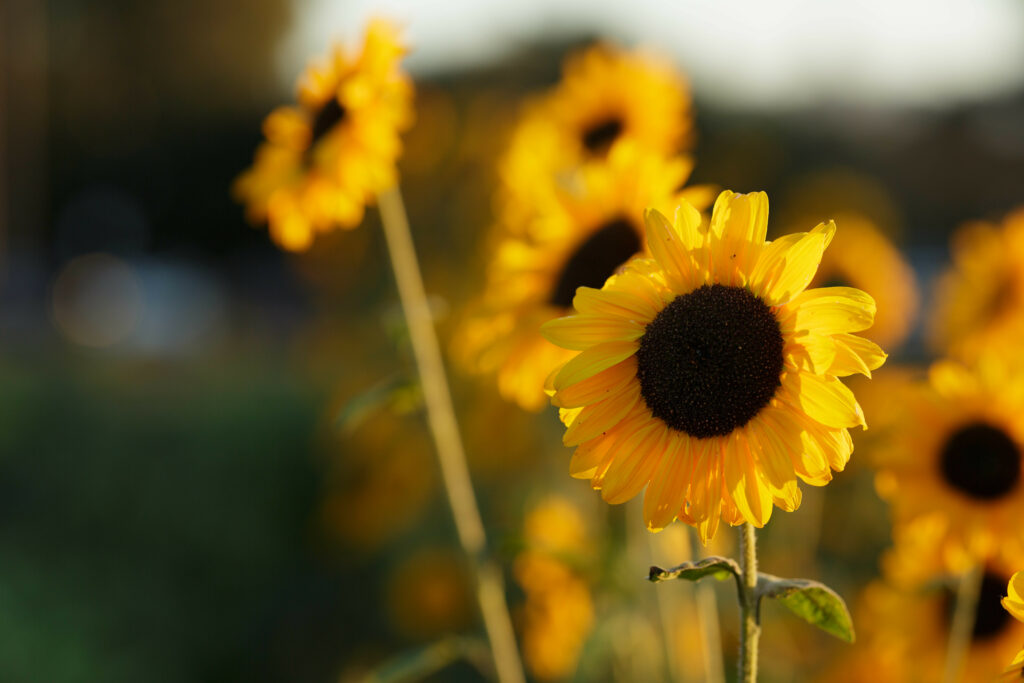 Cheerful Sunflower Wallpaper: Bright Yellow Petals & Soft Background