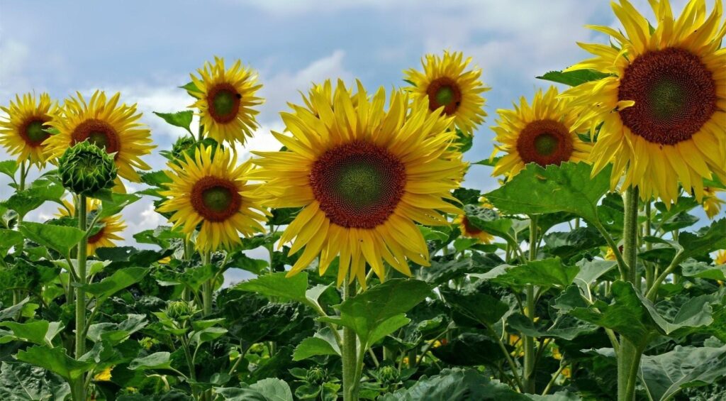 Cheerful Sunflower Field Wallpaper: Bright Summer Sky Background