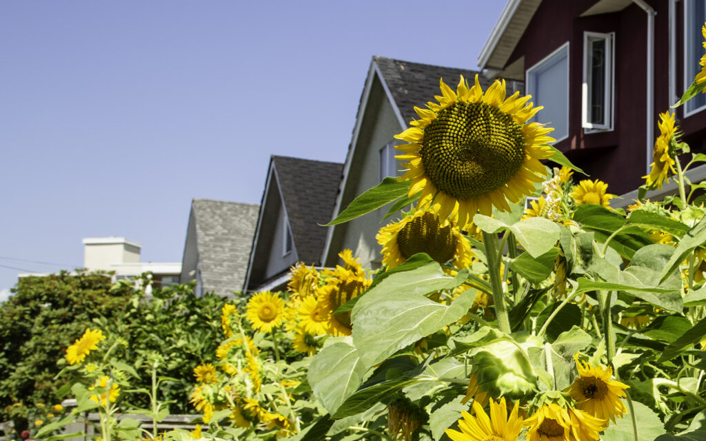 Cheerful Summer Sunflowers Wallpaper with Quaint Houses & Blue Sky