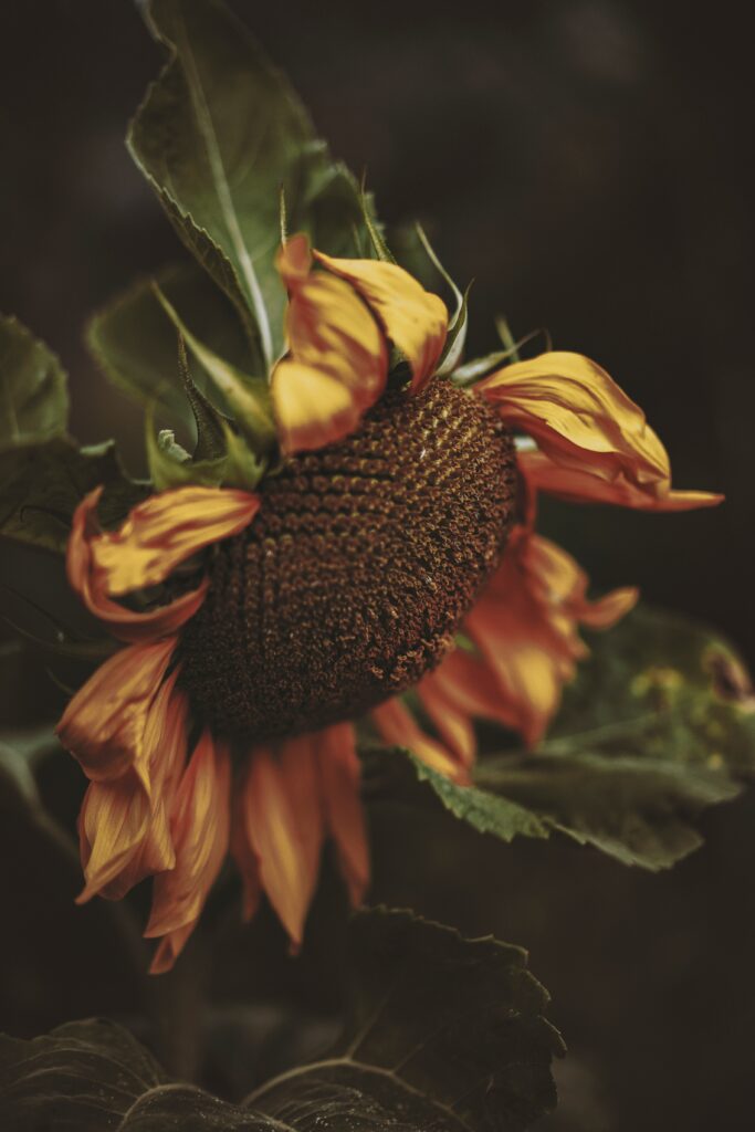 Vibrant Sunflower Close-Up Wallpaper on Dark Blurred Background