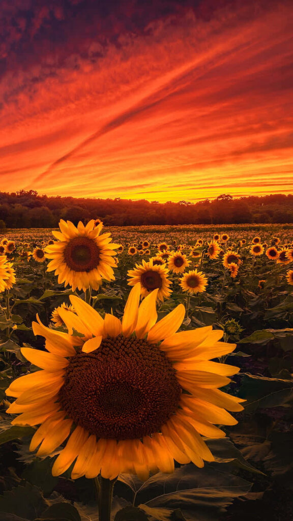 Vibrant Sunflower Field at Fiery Sunset – Serene Landscape Background Wallpaper