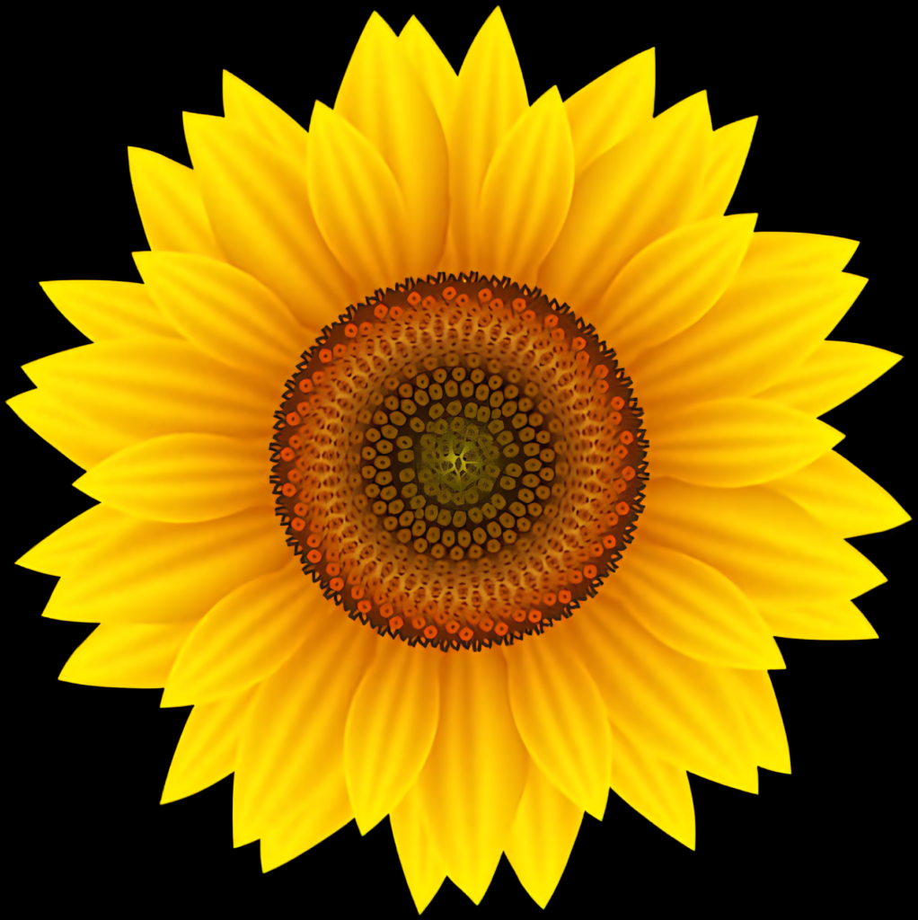 Vivid Sunflower Against Black Background: Radiant Yellow Beauty Wallpaper