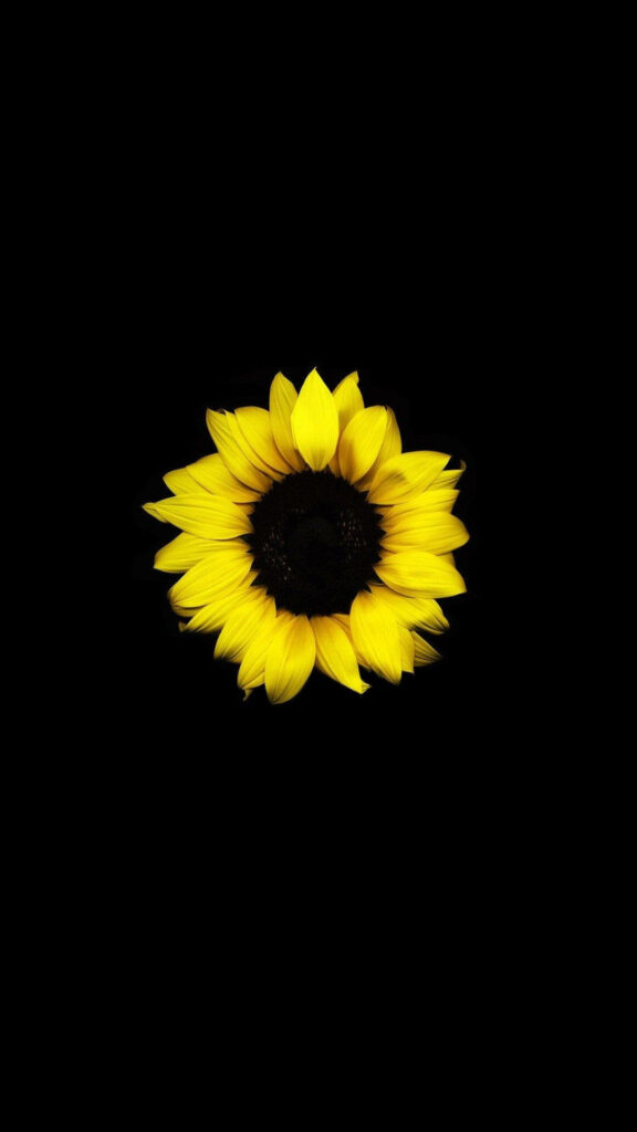 Vibrant Sunflower Wallpaper: Bold Design on Dark Background
