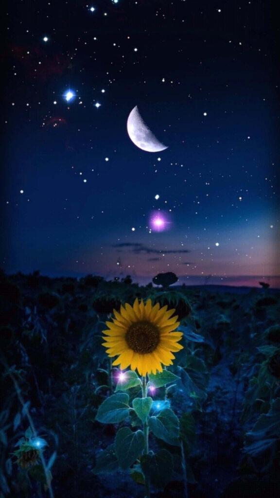 Vibrant Sunflower Wallpaper: Night Sky with Moon & Stars Background