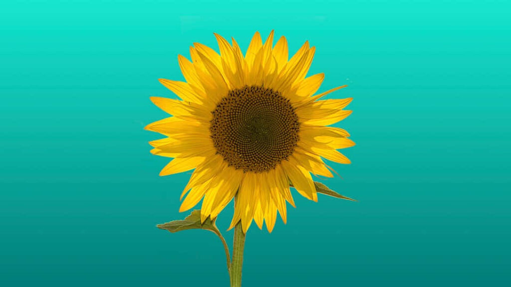 Cheerful Sunflower Wallpaper on Turquoise Background - Uplifting Decor