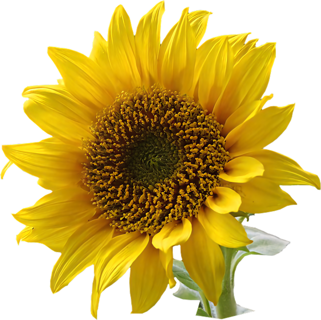 Vibrant Sunflower Wallpaper with Rich Yellow Petals on Transparent Background