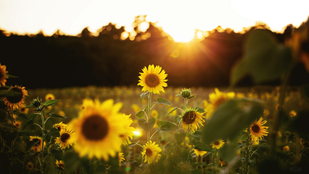 Vibrant Sunflower Field at Sunset - Stunning 4K Wallpaper Background