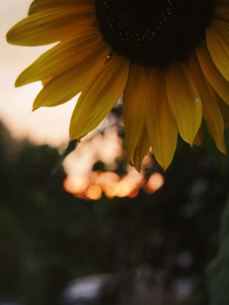 Stunning Sunflower in Warm Light Against Dark Background Wallpaper