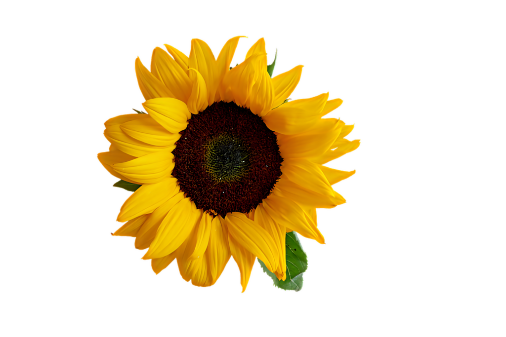Vibrant Sunflower Wallpaper: Bright Yellow Petals on Black Background