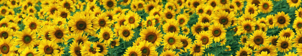 Vibrant Sunflower Wallpaper for Dual Monitor Backgrounds