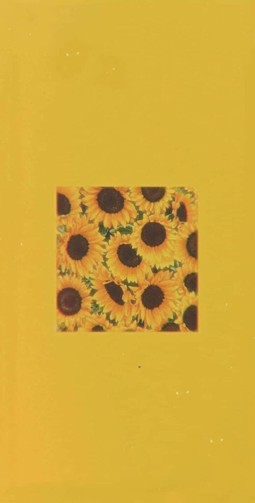 Bright Sunflower Wallpaper for Your iPhone - Nature's Beauty 🌻📱