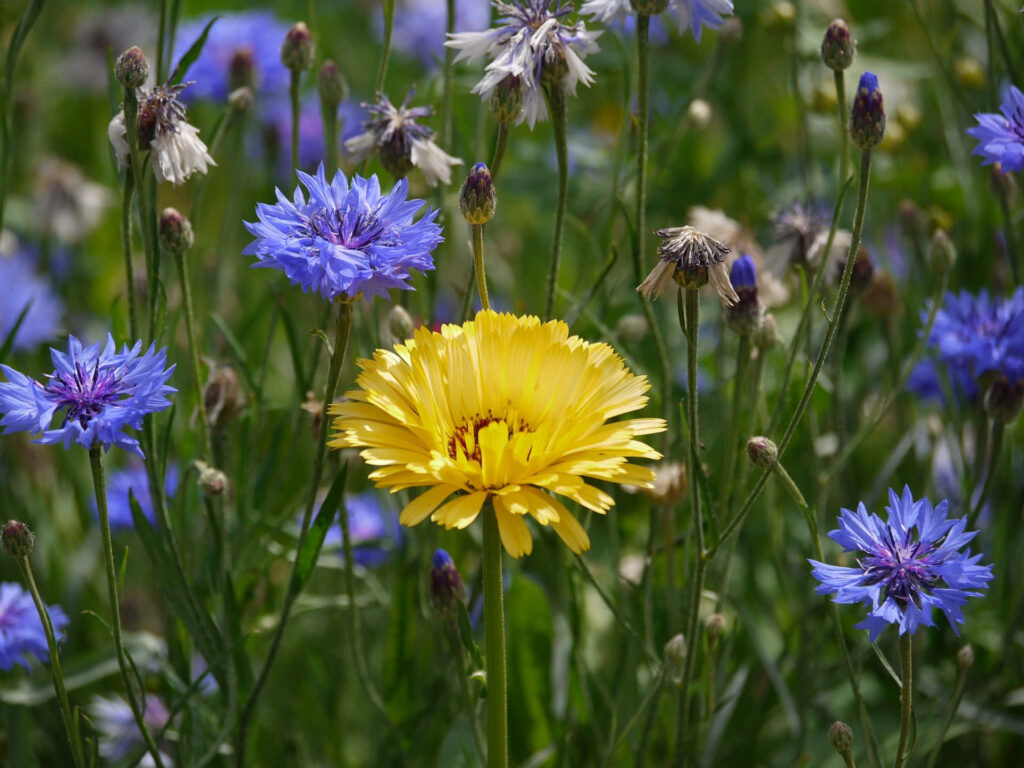 Vibrant Sunflower Wallpaper in a Colorful Wildflower Field
