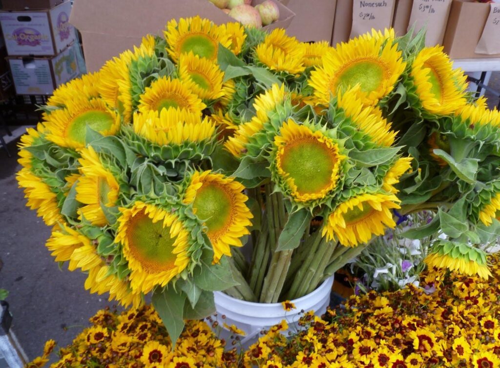 Cheerful Sunflower Bouquet in White Bucket - Bright Background Decor Wallpaper