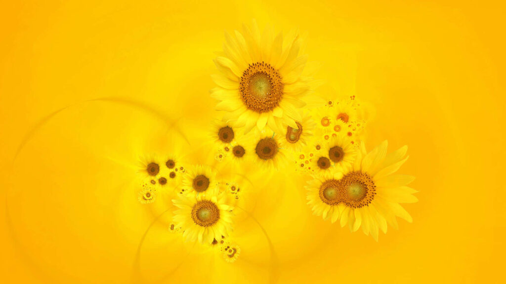Vibrant Sunflower Wallpaper: Cheerful Yellow Background Art