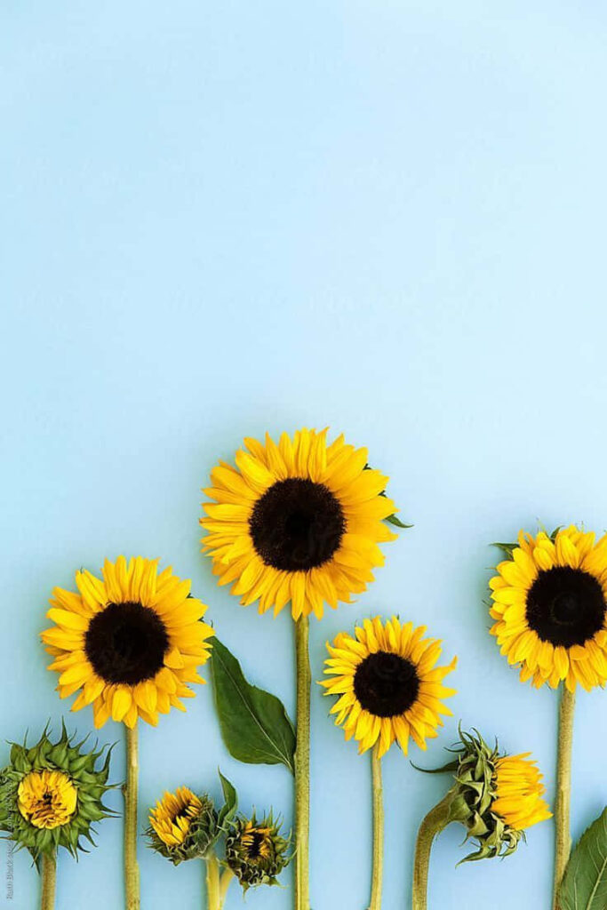 Vibrant Sunflowers with Black Centers on Light Blue Background Wallpaper
