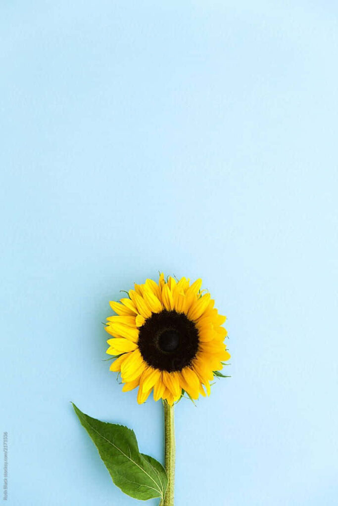 Cheerful Sunflower Wallpaper on Light Blue Background