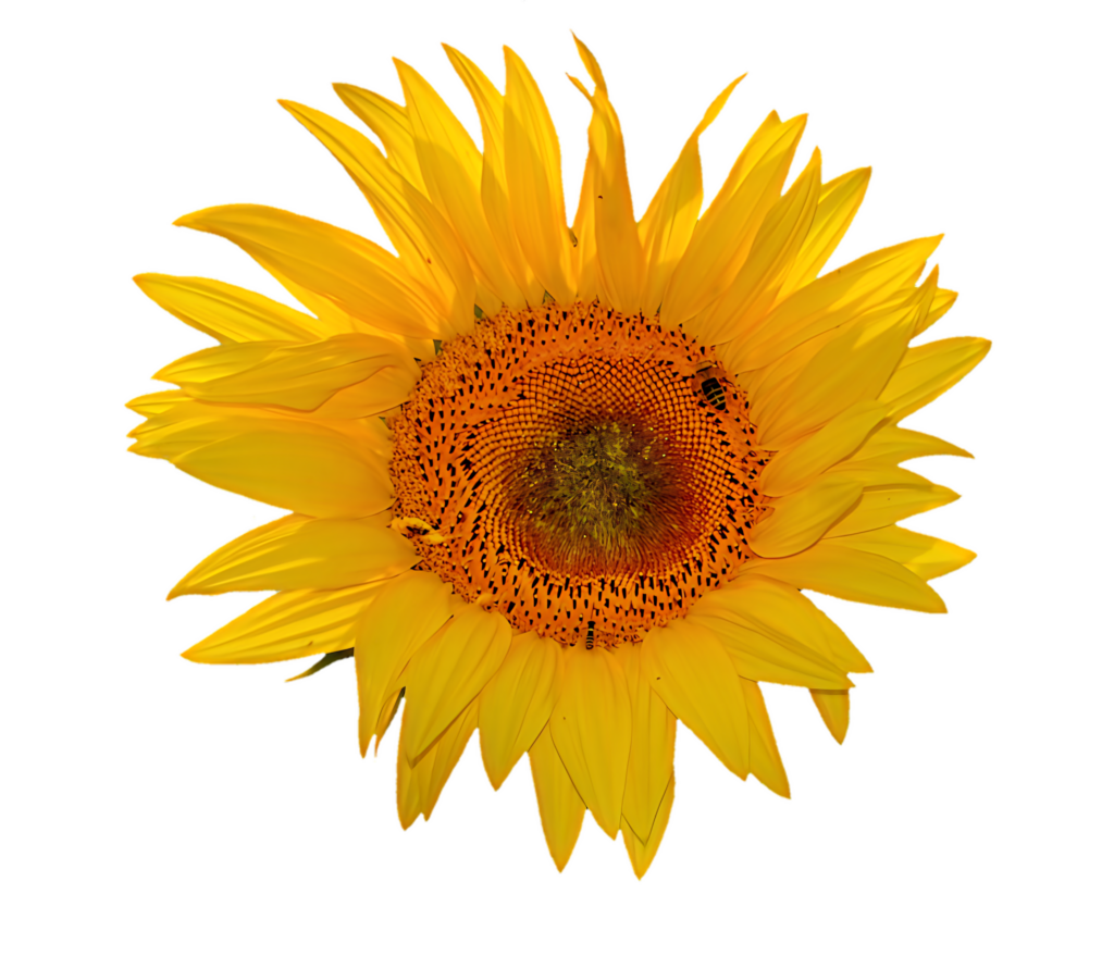 Vibrant Sunflower Wallpaper on Neutral Gray Background