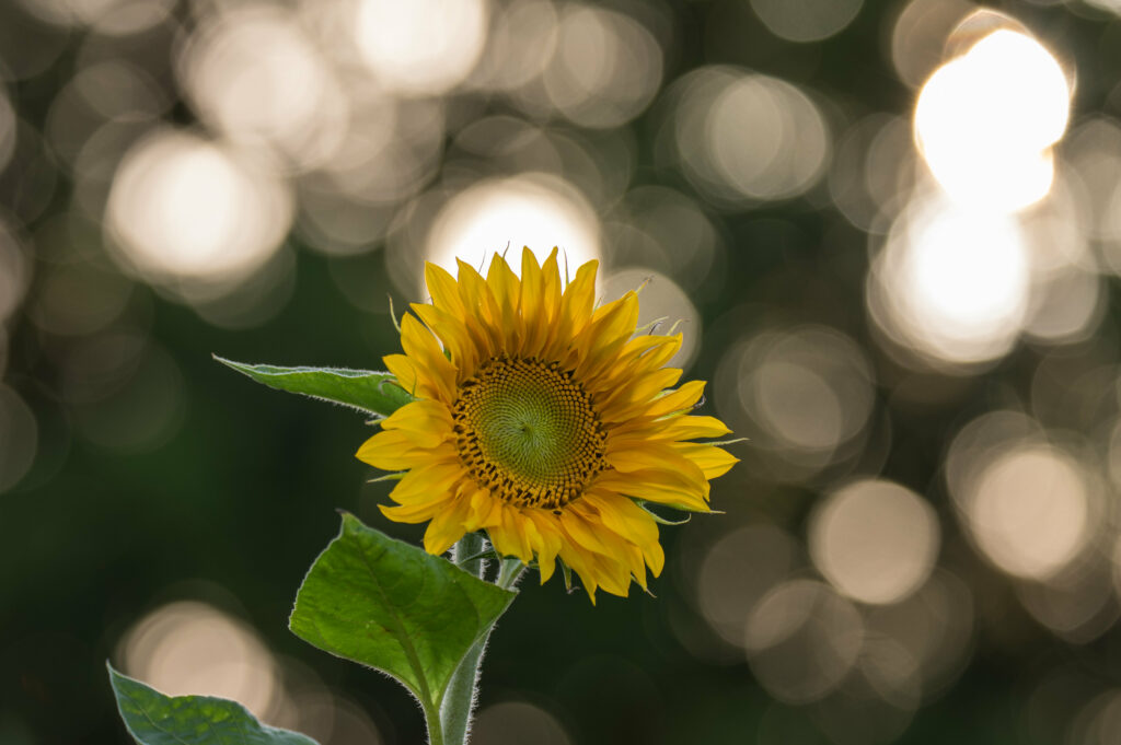 Vibrant Sunflower Wallpaper: Sharp Focus & Soft Bokeh Background