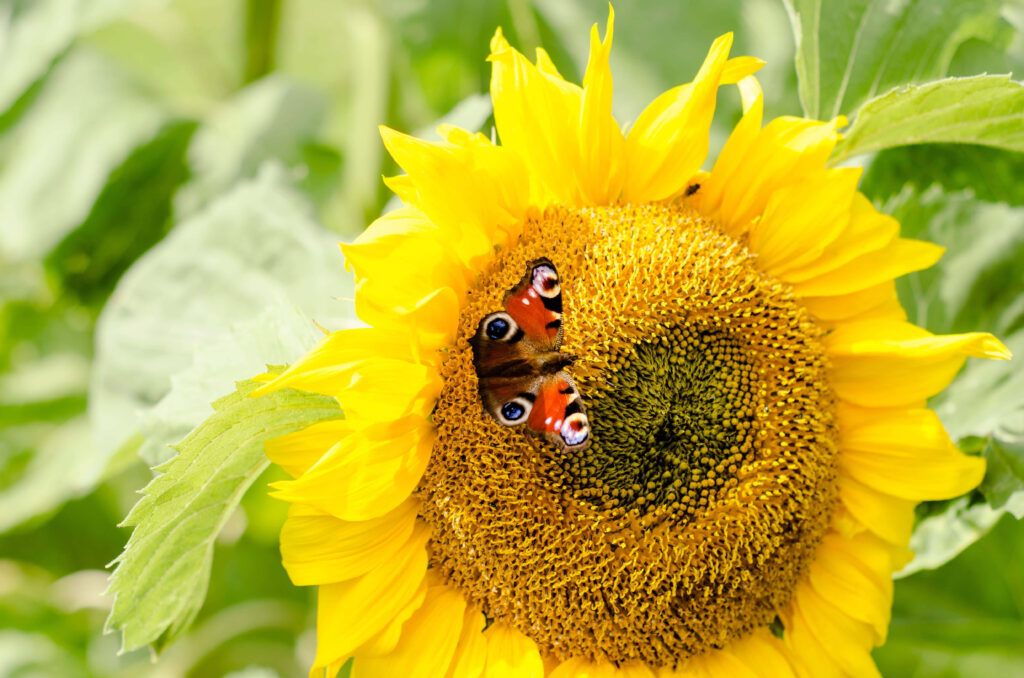 Bright Sunflower and Butterfly Wallpaper Background in Green