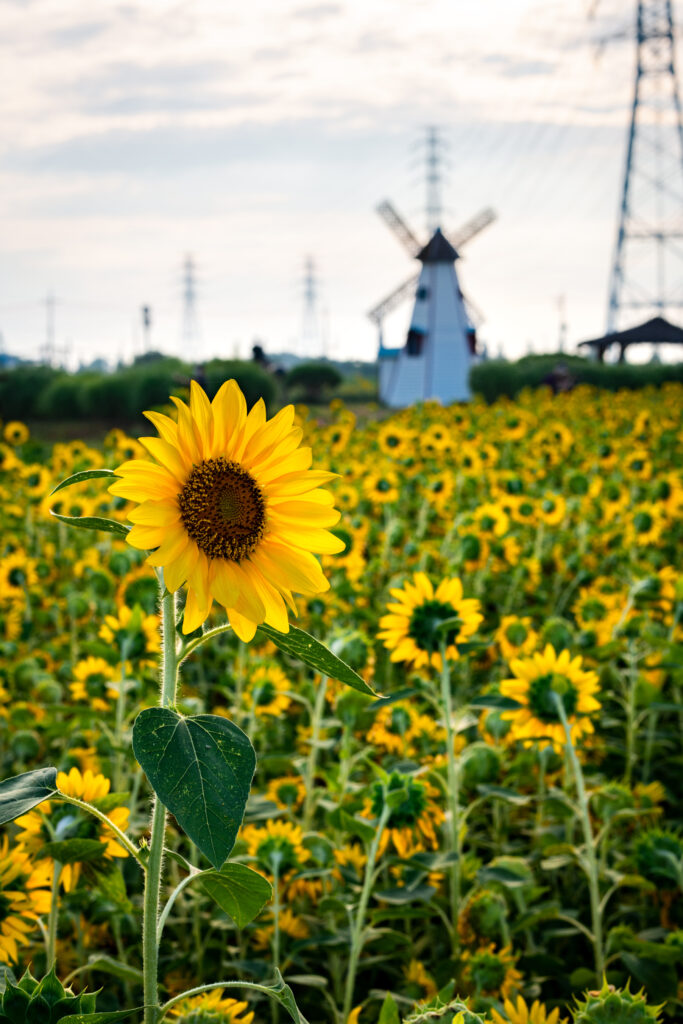 Charming Sunflower Field with Windmill - Vibrant Nature Background Wallpaper