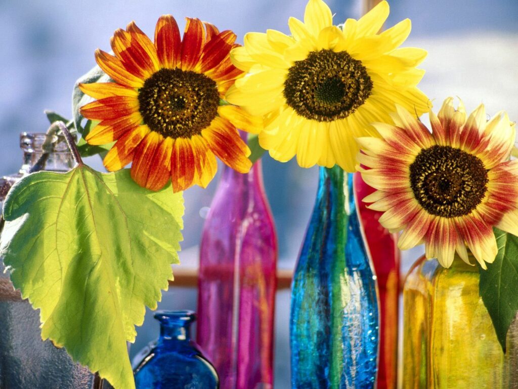 Cheerful Sunflower Wallpaper in Colorful Bottles with Natural Light