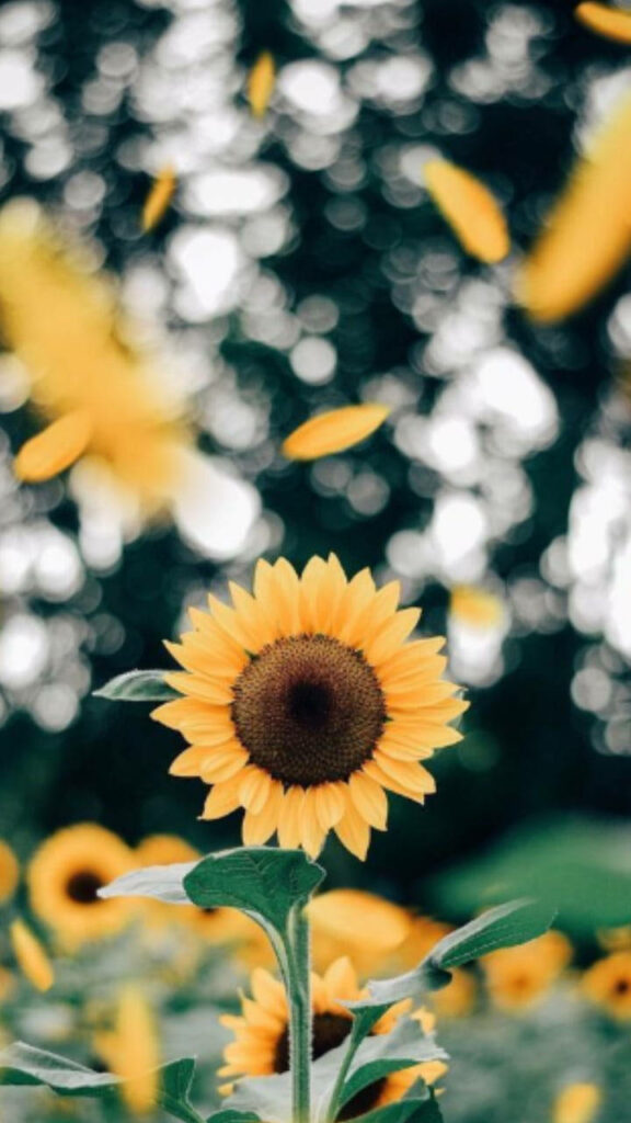 Vibrant Sunflower Wallpaper with Falling Petals & Green Background